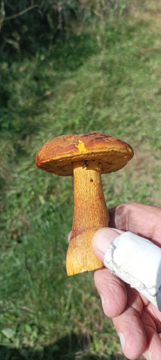 Гриб из Находка Врангель