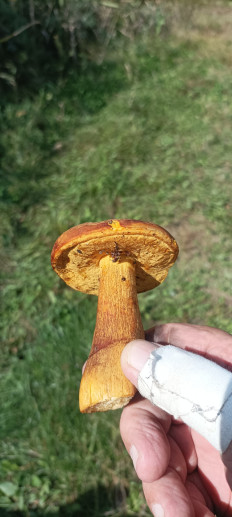 Гриб из Находка Врангель