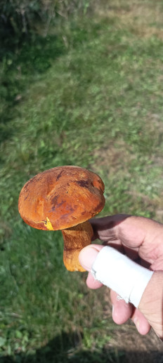 Гриб из Находка Врангель