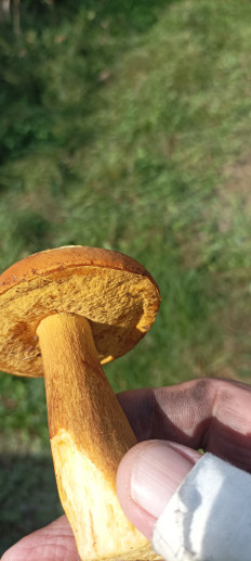 Гриб из Находка Врангель