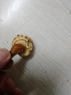 Гриб из Москва г