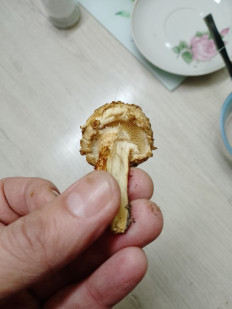 Гриб из Москва г