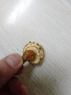 Гриб из Москва г