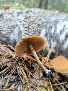 Гриб из Москва