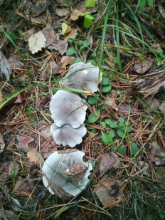 Гриб из Санкт-Петербург