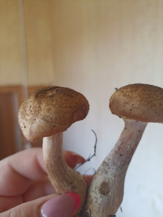 Гриб из Сергач