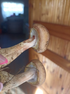 Гриб из Сергач