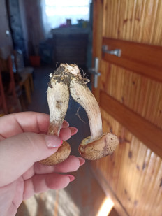 Гриб из Сергач