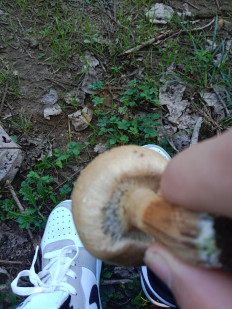 Гриб из Турция, Самсун