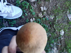 Гриб из Турция, Самсун