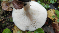 Гриб из Москва