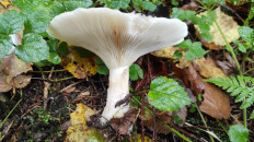 Гриб из Москва