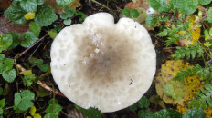 Гриб из Москва