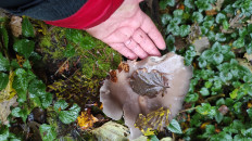 Гриб из Москва