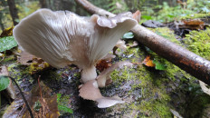 Гриб из Москва