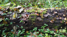 Гриб из Москва