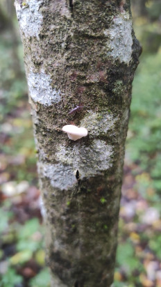 Гриб из Москва