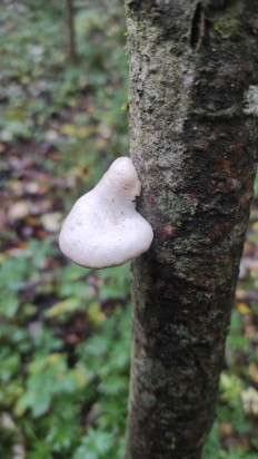 Гриб из Москва