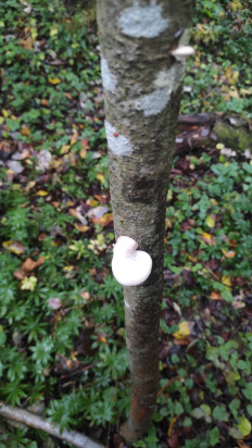 Гриб из Москва