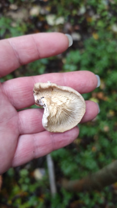 Гриб из Москва