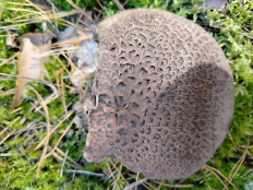 Ежовик чешуйчатый