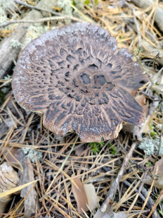 Ежовик чешуйчатый