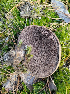 Ежовик чешуйчатый