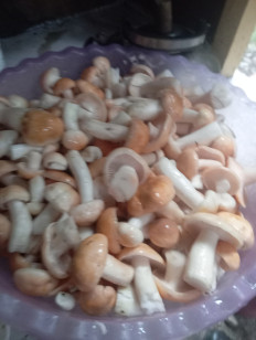 Гриб из Махар