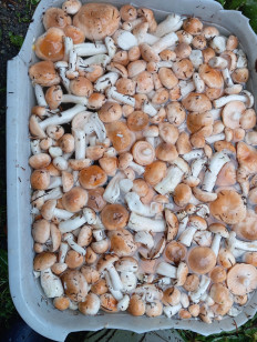 Гриб из Махар