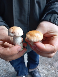 Гриб из Махар