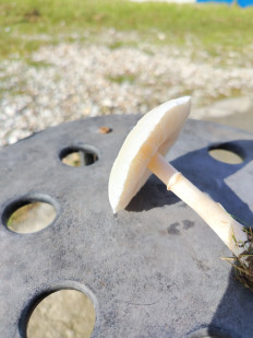 Гриб из Сочи