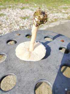 Гриб из Сочи