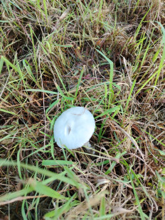 Гриб из Сочи