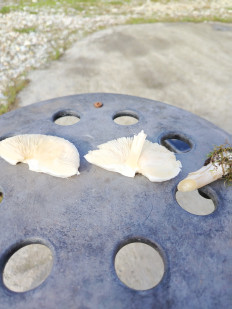 Гриб из Сочи