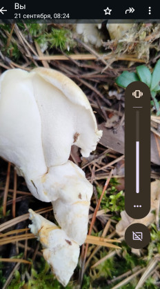 Гриб из Марий Эл, леса у реки Илеть