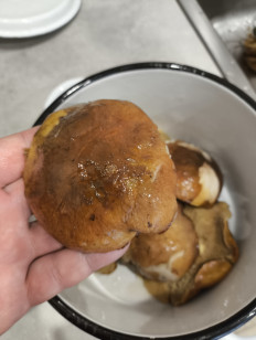 Гриб из Краснодар