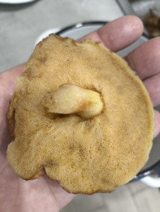 Гриб из Краснодар