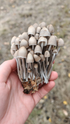 Гриб из Волгоград