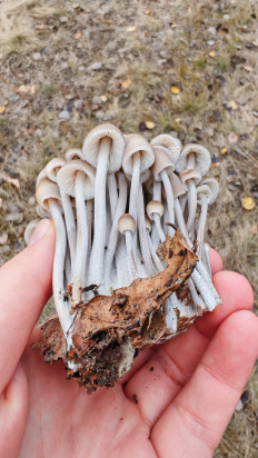 Гриб из Волгоград