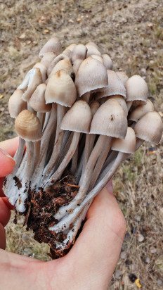 Гриб из Волгоград