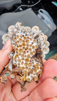 Гриб из Волгоград