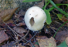 Гриб из Москва