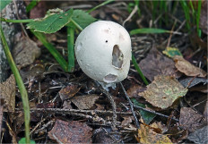 Гриб из Москва