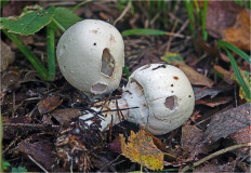 Гриб из Москва