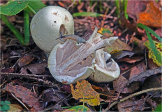 Гриб из Москва