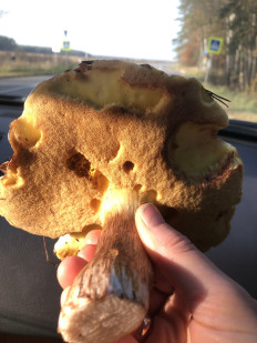 Гриб из Павловский Посад