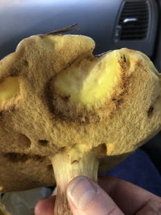 Гриб из Павловский Посад