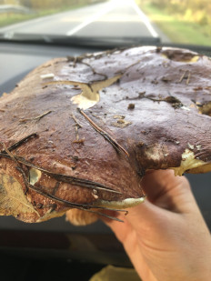 Гриб из Павловский Посад