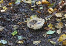 Гриб из Москва