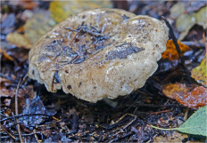 Гриб из Москва